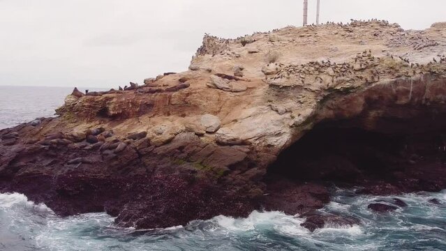 Resting animals in an island