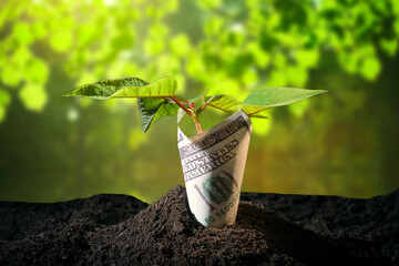 young green sprout grows from dollar bill on soil, investment and business concept, income growth