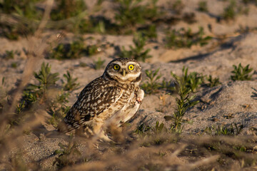 Athene cunicularia Lechuza lastimada.