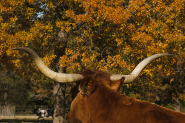 Texas longhorn cow in rural fall field of Texas during autumn season outdoors.