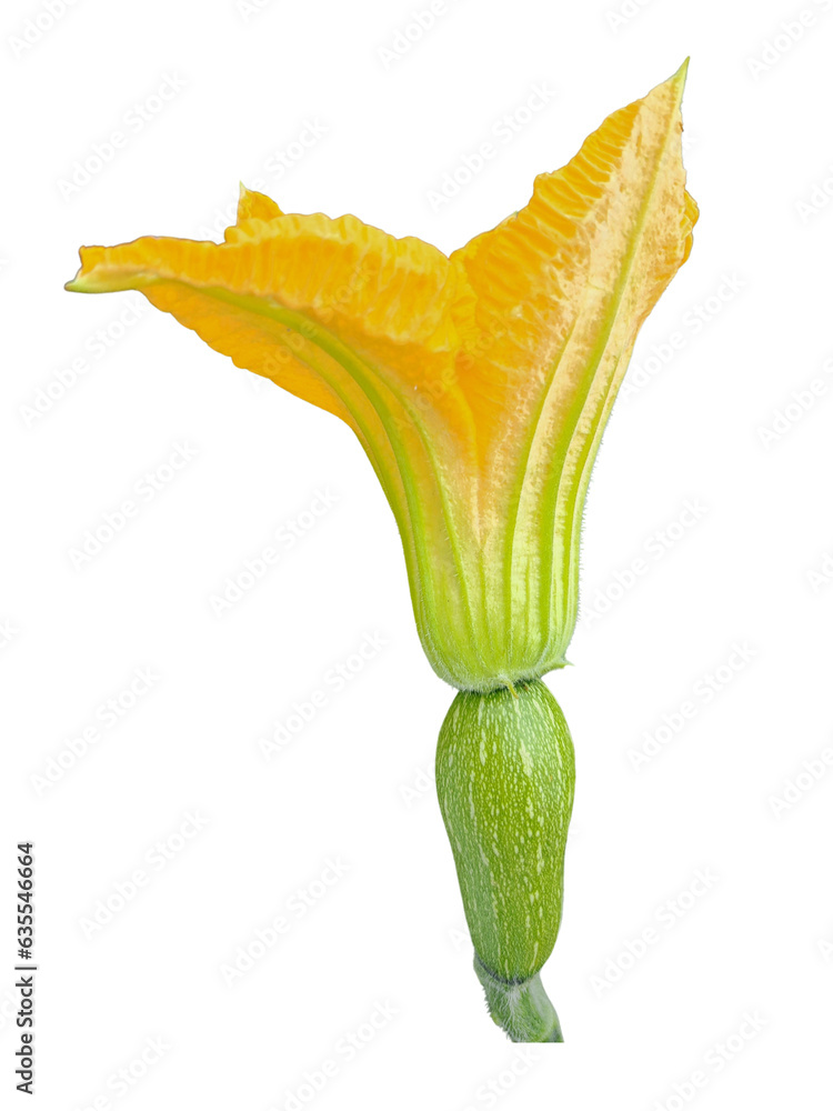 Wall mural Flower 2 - Squash blossom on the transparent background