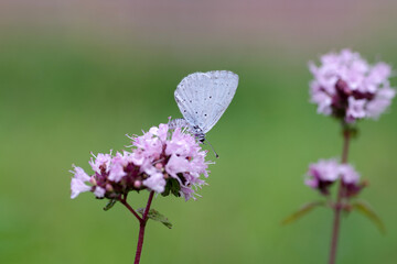  Ein Faulbaum-Bläuling saugt Nektar aus einer rosafarbenen Blüte im Garten