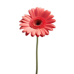 Red gerbera on transparent background