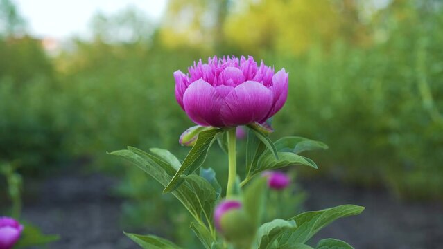 Beautiful Blooming Pink Peonies. Flower Alpine Peony Violet Color, Close-up.