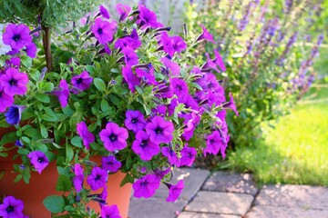Varieties of hanging petunias and surfinias flowers in the pot . Summer garden inspiration for container plants.