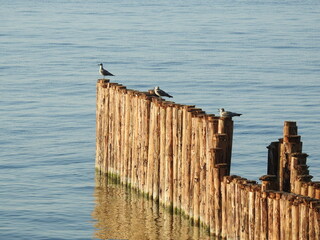 three seagulls on the pier