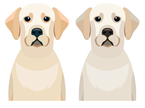Labrador Retriever flat style stock vector illustration, Lab, yellow color and white Labrador retriever dogs stock vector image