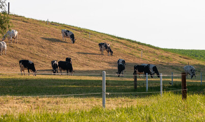 Pastwisko Krów  © Adrian