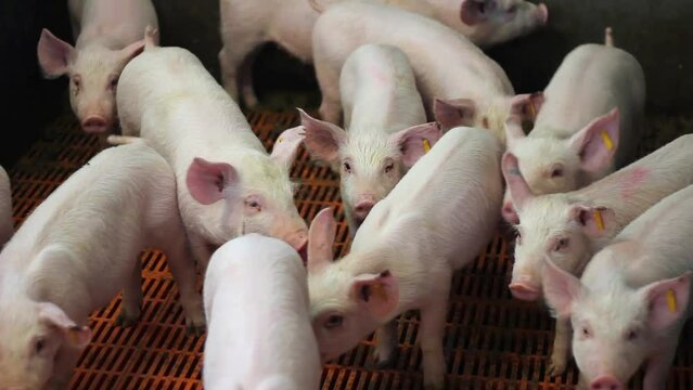 Piglets in the pork farm - close up. Group of small pigs waiting feed. Livestock breeding, swine in the stall