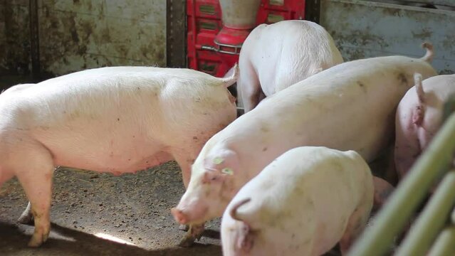 Pigs in the farm - close up. Group of mammal feeding in pork farm. Livestock breeding, swine in the stall