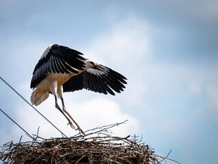 Bocian Nauka Latania