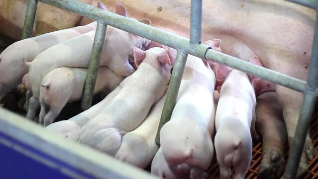 Newborn piglets suckling milk from a mother pig in pork farm. Livestock breeding, swine in the stall