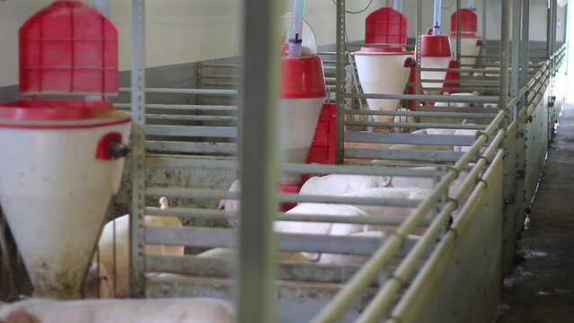 Pigs in the farm with box feeder - close up. Group of mammal feeding in pork farm. Livestock breeding, swine in the stall