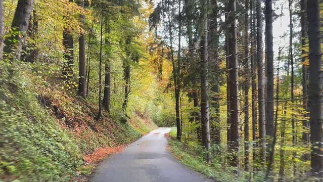 Point of view of car driving through forest path on wet narrow road in autumn season. Nature connection getaway concept