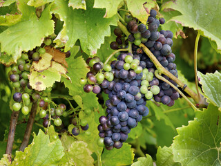 Red grapes on the vine for wine, Germany