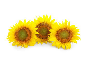 Fototapeta premium Beautiful sunflowers on white background