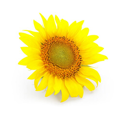 Beautiful sunflower on white background