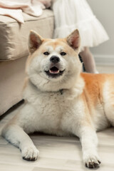 Close-up Portrait of beautiful Akita inu dog lying on the floor of the house. Happy japanese shiba inu dog, copy space. pets, animals concept