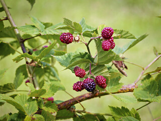 Ripe and unripe blackberries on branch. Growing of blackberry.