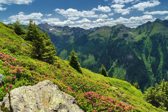 
View of the Austrian Alps 
with a blooming rhododendron in the foreground. Planai, Austria, Europe. 