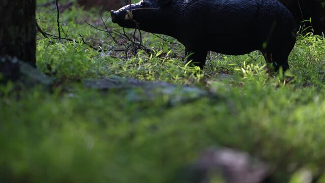 A 3D razorback wild boar, or hog, decoy target set up in a forest for bowhunter practice and competition.