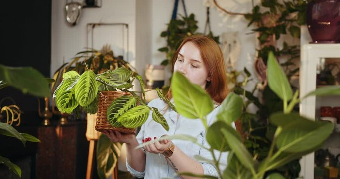 A pretty red-haired shopkeeper or worker stands behind the counter and holding a pot with a white-veined Maranta plant in her hands. A woman takes care of plants.
