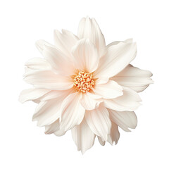 transparent background with a solitary white flower