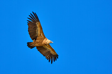 flying Griffon vulture in the Montfrague National Park, Extremadura, Spain