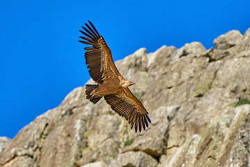 flying Griffon vulture in the Montfrague National Park, Extremadura, Spain