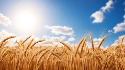 Ears of wheat on the background of the blue sky and sun