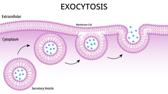 Exocytosis - Intracellular Secretory Vesicles Fuse with the Plasma Membrane Releasing Their Water-Soluble Molecules to Extracellular - Medical Vector Illustration