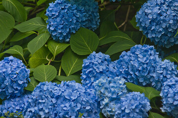 A hydrangea bush in bloom. blue hydrangea flower close-up