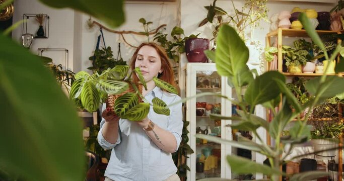 A pretty red-haired shopkeeper or worker stands behind the counter and holding a pot with a white-veined Maranta plant in her hands. A woman takes care of plants. Small business concept