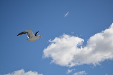 Vista de un ave volando.