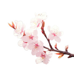 Isolated beautiful blossom on transparent background Spring s Sakura branch