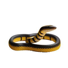 Fototapeta premium Coelognathus flavolineatus a Colubrid snake from Southeast Asia photographed on a transparent background