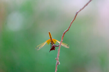 Dragon fly