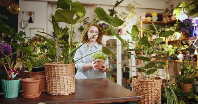 A pretty red-haired shopkeeper or worker stands behind the counter and holding a pot with a white-veined Maranta plant in her hands. A woman takes care of plants. Botanist taking care of plant while.