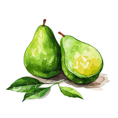 Avocado watercolor vector illustration, Vegetable isolated on transparent background