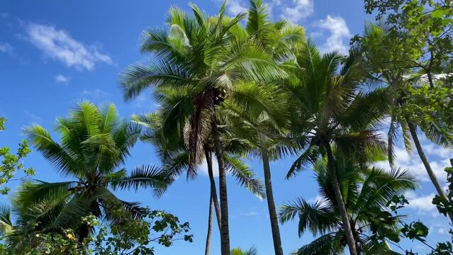 Palm tree branches swaying in the wind with blue sky on a tropical island in French Polynesia, Pacific Ocean 