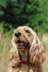 cocker spaniel looking up