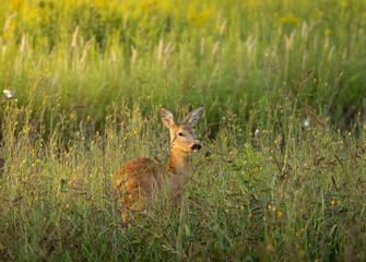 deer head in sunshine © Jeremi