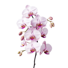 Fototapeta na wymiar Phalaenopsis is the name for Orchids