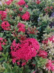 Beautiful Ixora in front of the house
