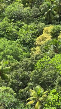 Vertical video of two white birds flying in treetops on a tropical island in French Polynesia, Pacific Ocean