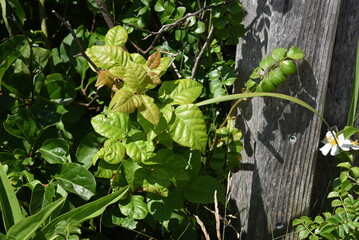 Healthy, poison ivy plant on a sunny summer day.
