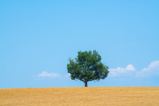 Majestic tree against blue sky and wheat field in summer, High quality photo