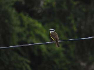 bird known as Great Kiskadee (Pitangus sulphuratus) perched alone on a cape, blurred vegetation in the background.