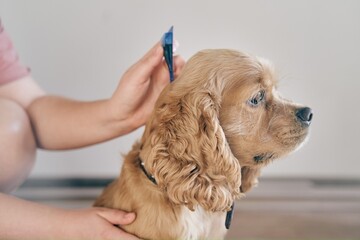 the dog is treated with a flea remedy. The dog is dripped on the withers with a parasite remedy