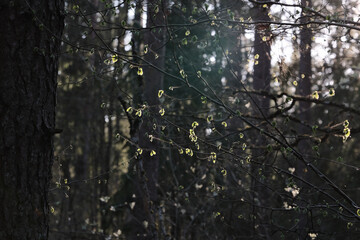 forest background in evening sunset light
